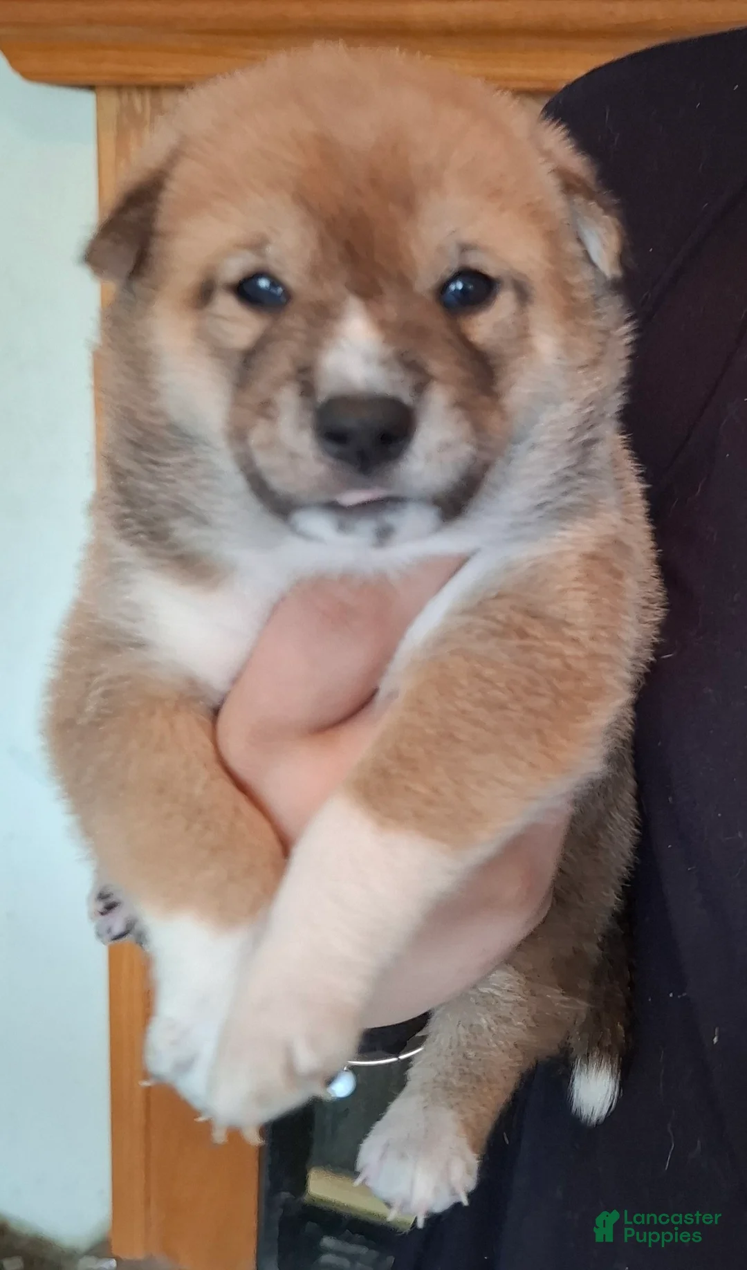 Shiba Inu dogs for sale: Shiba Inu Puppy 4 - Ad 1