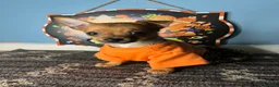 Chihuahua dogs for sale: 🧡MiniChihuahua🧡 - Ad 6