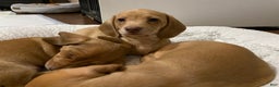 Miniature Dachshund dogs for sale: Sandy Strawberry blonde dachshund  - Ad 4