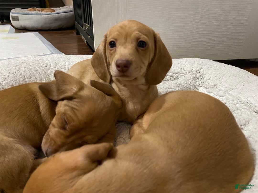 Miniature Dachshund dogs for sale: Sandy Strawberry blonde dachshund  - Ad 4