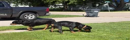 Rottweiler dogs for sale: Rottweiler 1 - Ad 4