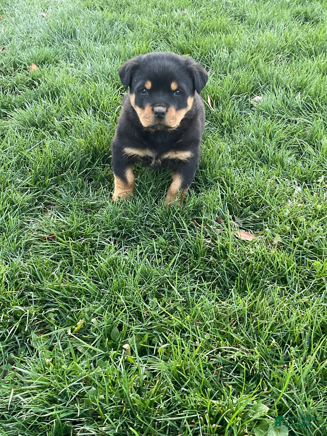 Rottweiler dogs for sale: Rottweiler Puppy 1 - Ad 3