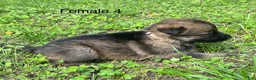 German Shepherd dogs for sale: German Shepherd 4 - Ad 7
