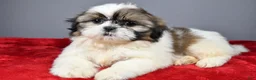 Shih Tzu dogs for sale: Tyson - Ad 1