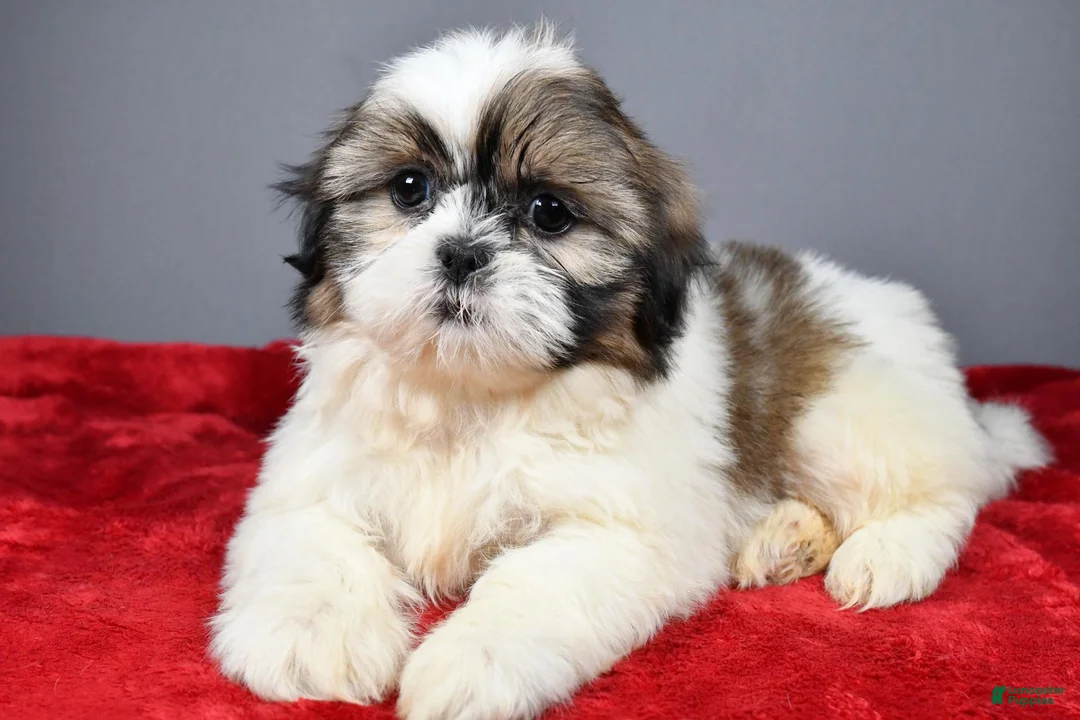 Shih Tzu dogs for sale: Tyson - Ad 1