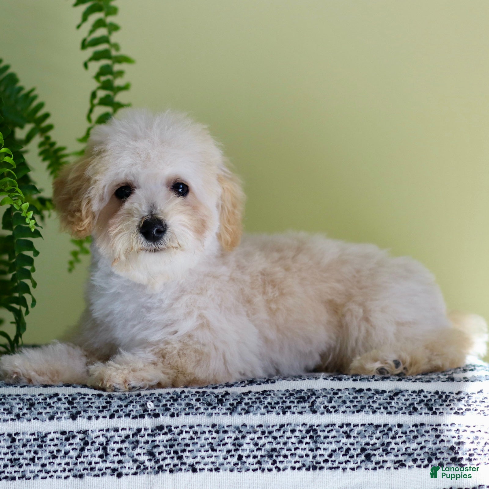 Toy Poodle dogs Lucky - Ad 1