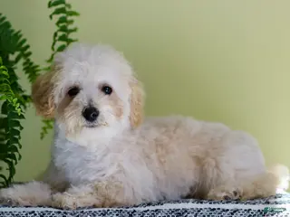 Toy Poodle dogs for sale: Lucky - Ad 1