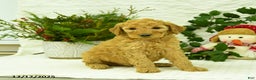 Goldendoodle dogs for sale: Eddie - Ad 3
