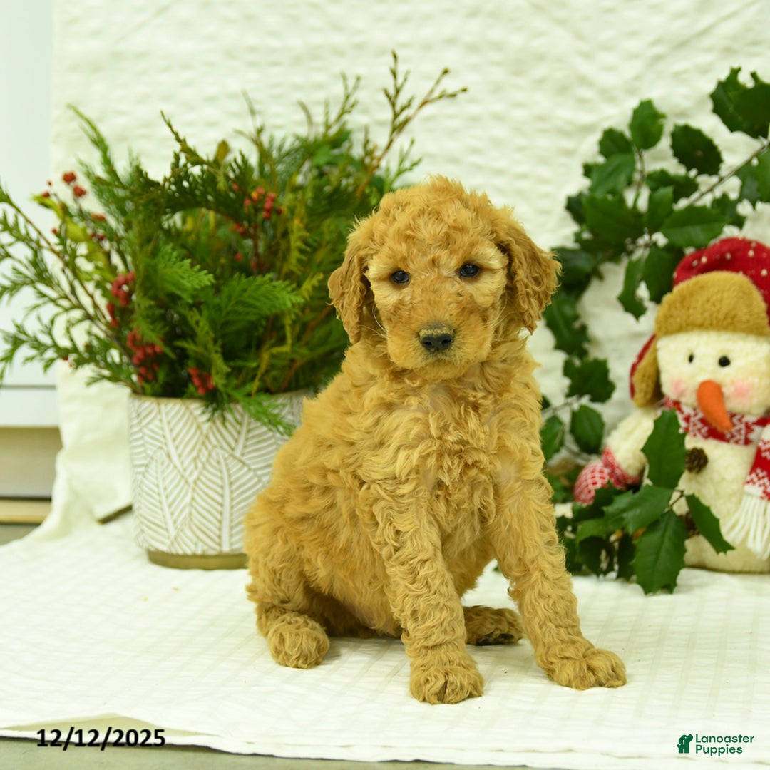 Goldendoodle dogs for sale: Eddie - Ad 3