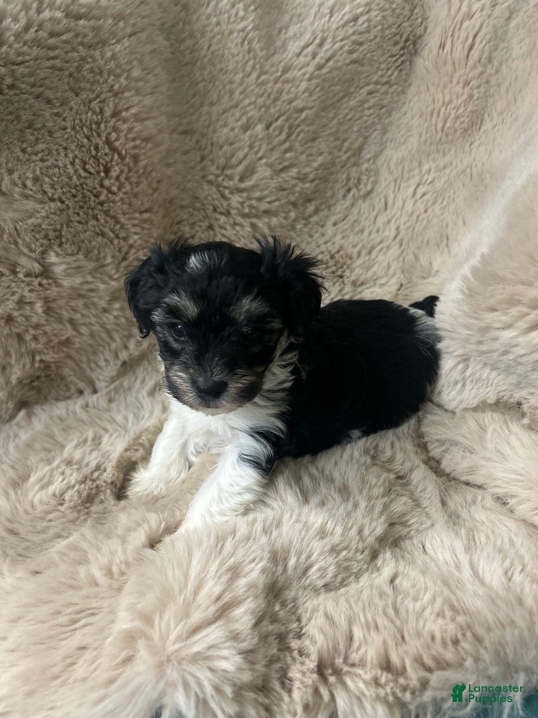 Morkie dogs for sale: Ollie - Ad 3