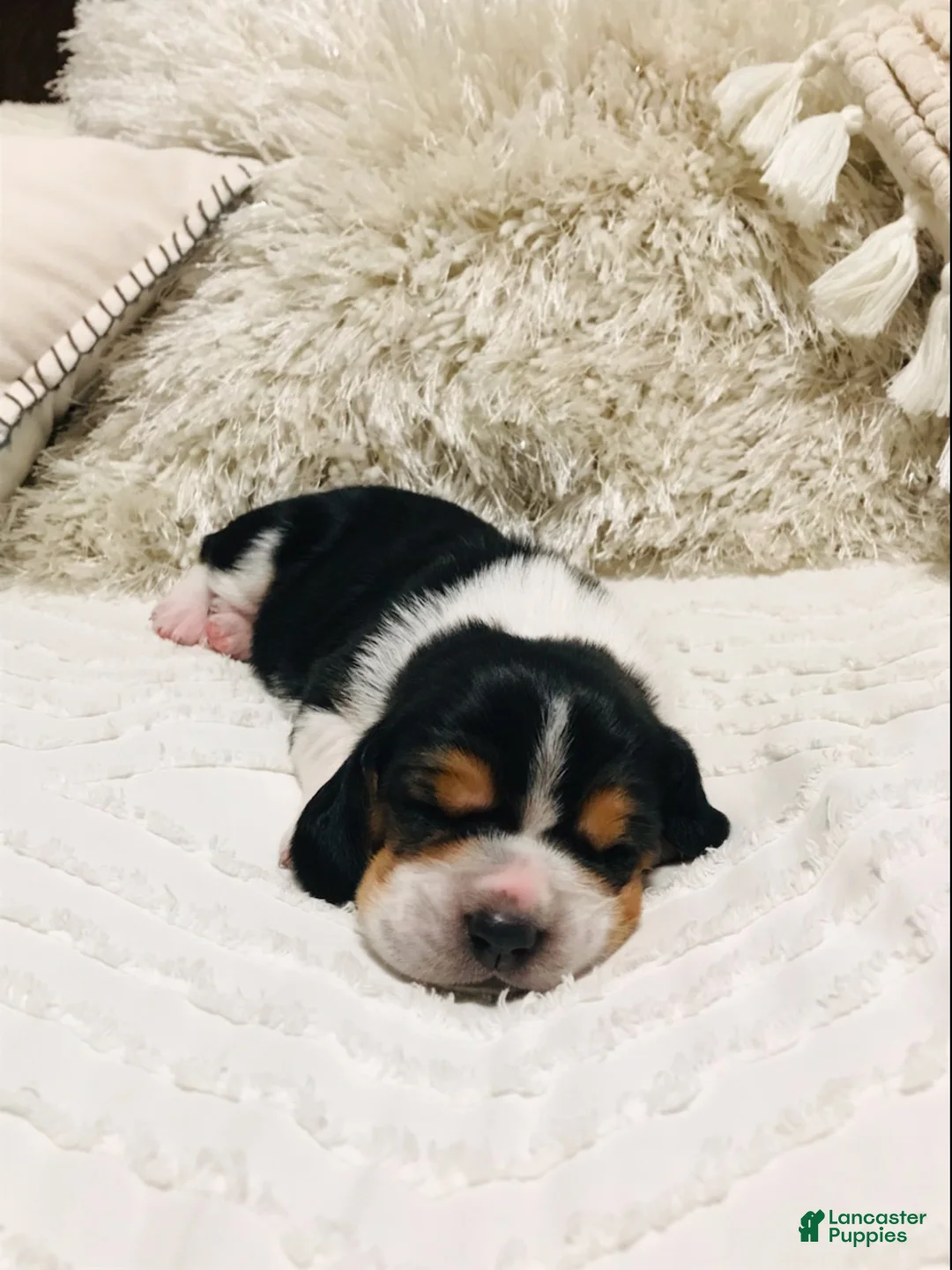 Basset Hound dogs for sale: Fred-Male - Ad 3