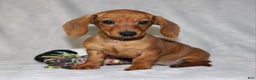 Miniature Dachshund dogs for sale: Chole - Ad 12