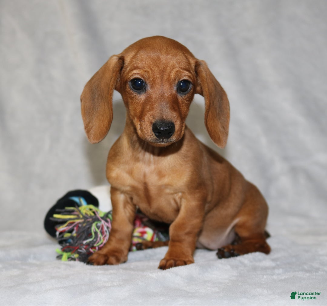 Miniature Dachshund dogs for sale: Chole - Ad 12