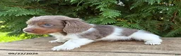 Miniature Dachshund dogs for sale: Calihan - Ad 3