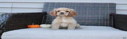 Cocker Spaniel dogs for sale: Flame - Ad 9
