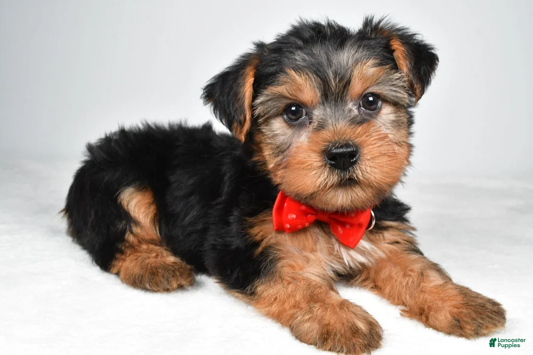 Yorkshire Terrier dogs for sale: Dell - Ad 1