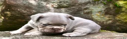 French Bulldog dogs for sale: French Bulldog 1 - Ad 6