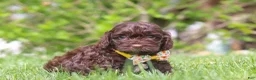 Cockapoo dogs for sale: Teddy - Ad 5