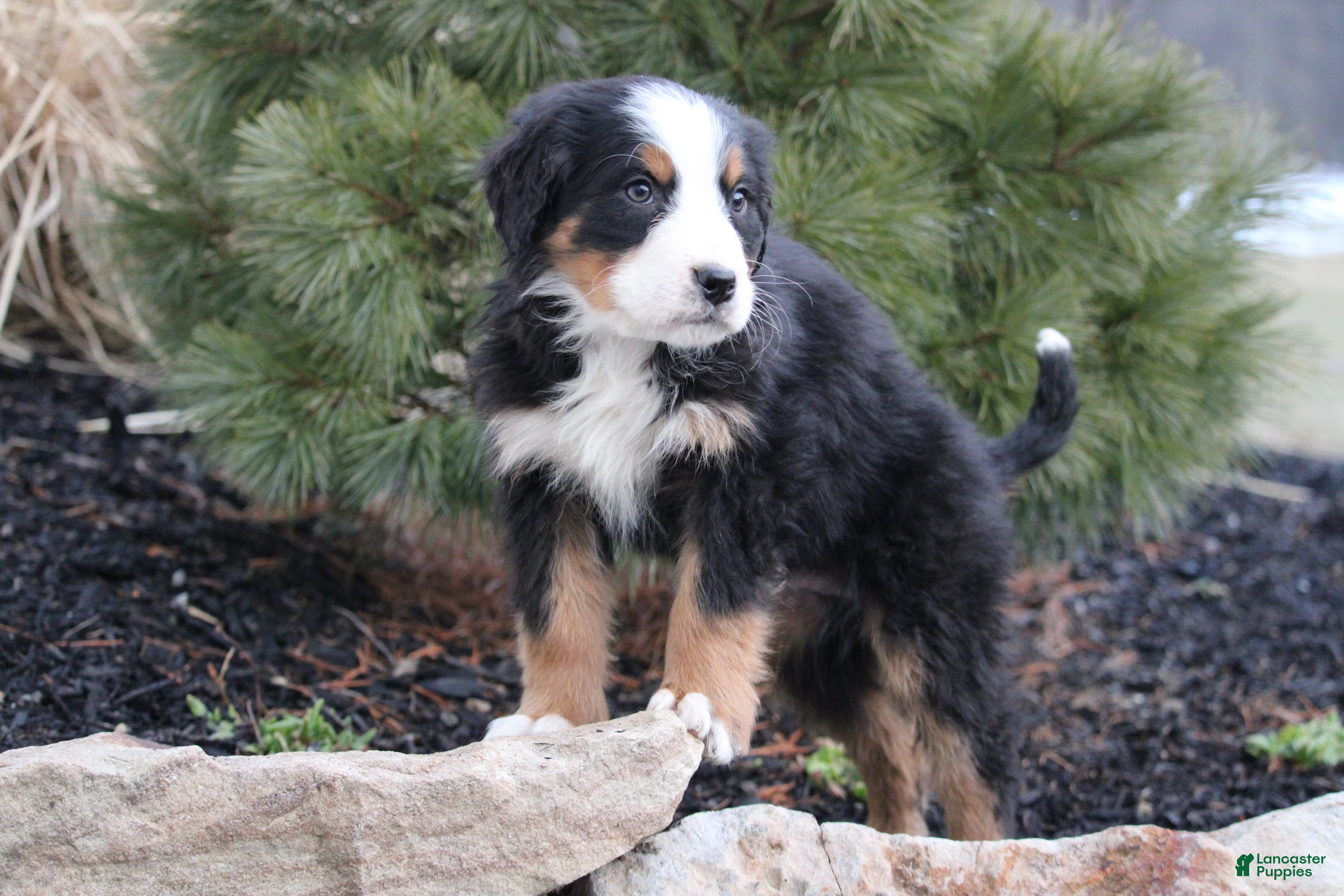 Bernese Mountain Dog dogs Bernese Mountain Dog Puppy 1 - Ad 25