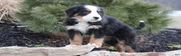 Bernese Mountain Dog dogs for sale: Bernese Mountain Dog Puppy 1 - Ad 1