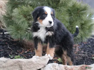 Bernese Mountain Dog dogs Bernese Mountain Dog Puppy 1 - Ad 11