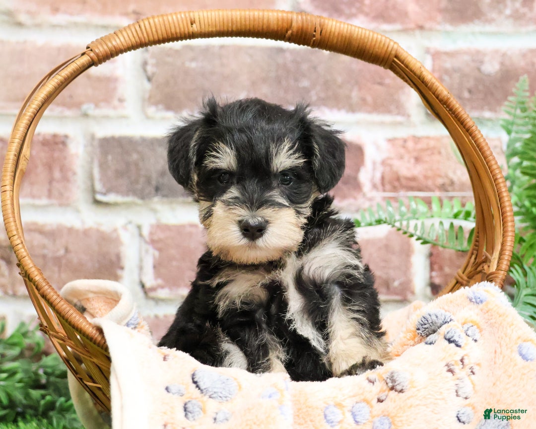 Miniature Schnauzer dogs for sale: Gus - Ad 4
