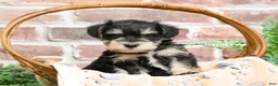 Miniature Schnauzer dogs for sale: Gus - Ad 10