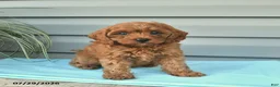 Cavapoo dogs for sale: April - Ad 3