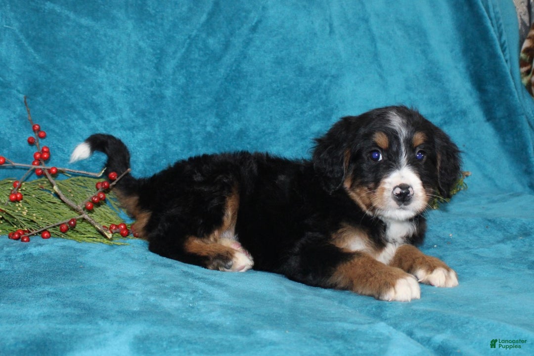 Mini Bernedoodle dogs for sale: Buddy - Ad 4