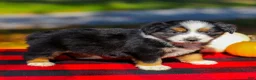 Miniature Australian Shepherd dogs for sale: April - Ad 3