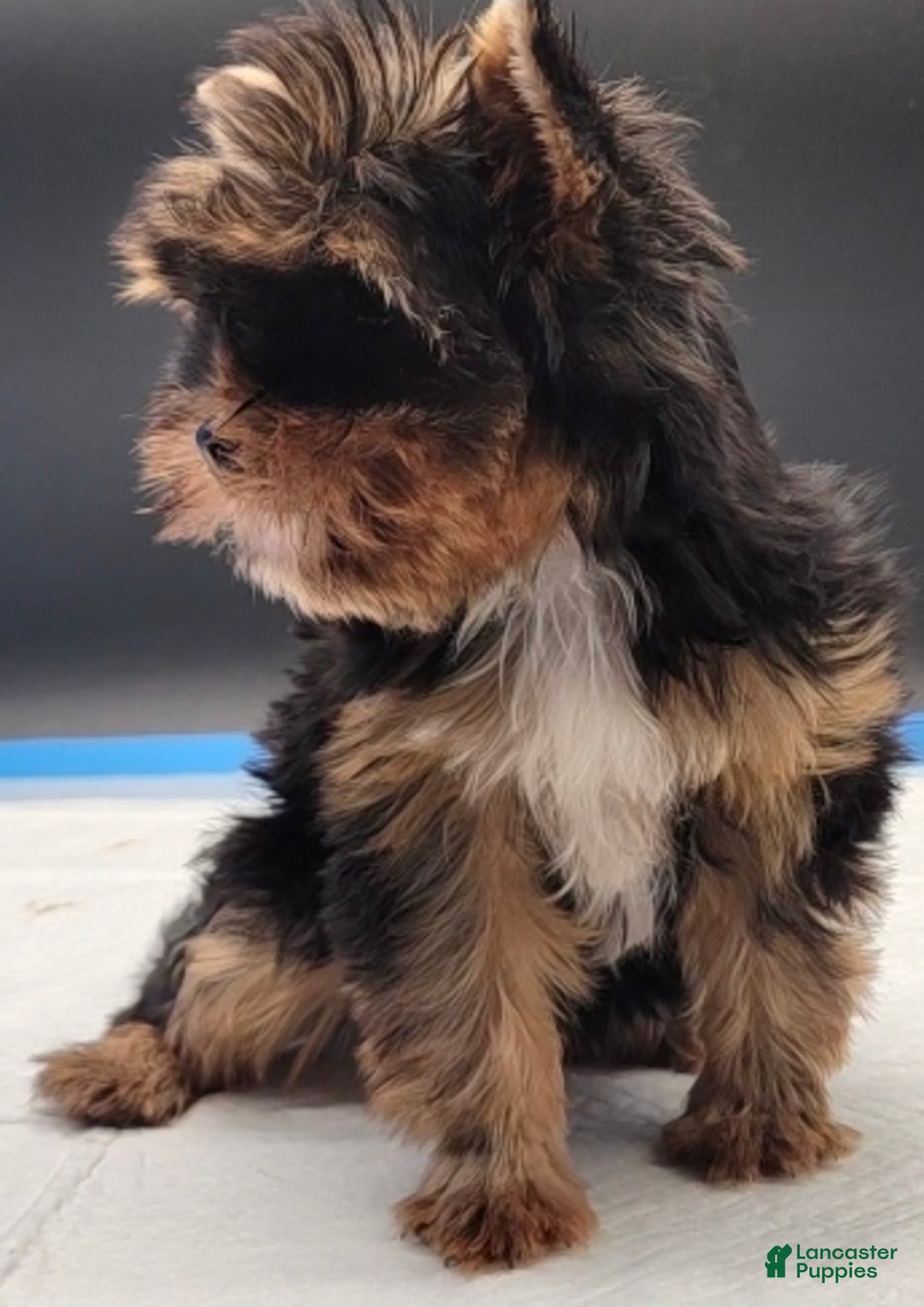 Yorkshire Terrier dogs for sale: Yorkshire Terrier Puppy 2 - Ad 7