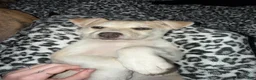 Pitsky dogs for sale: Pitsky 3 - Ad 2