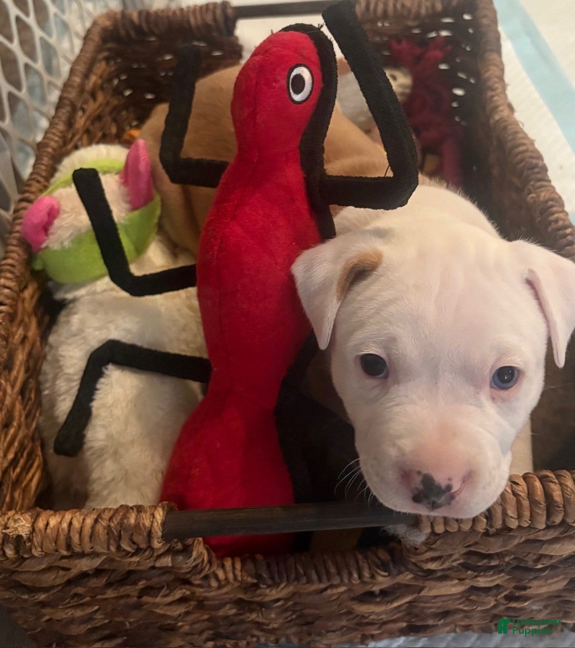 American Bully dogs Houston - Ad 2