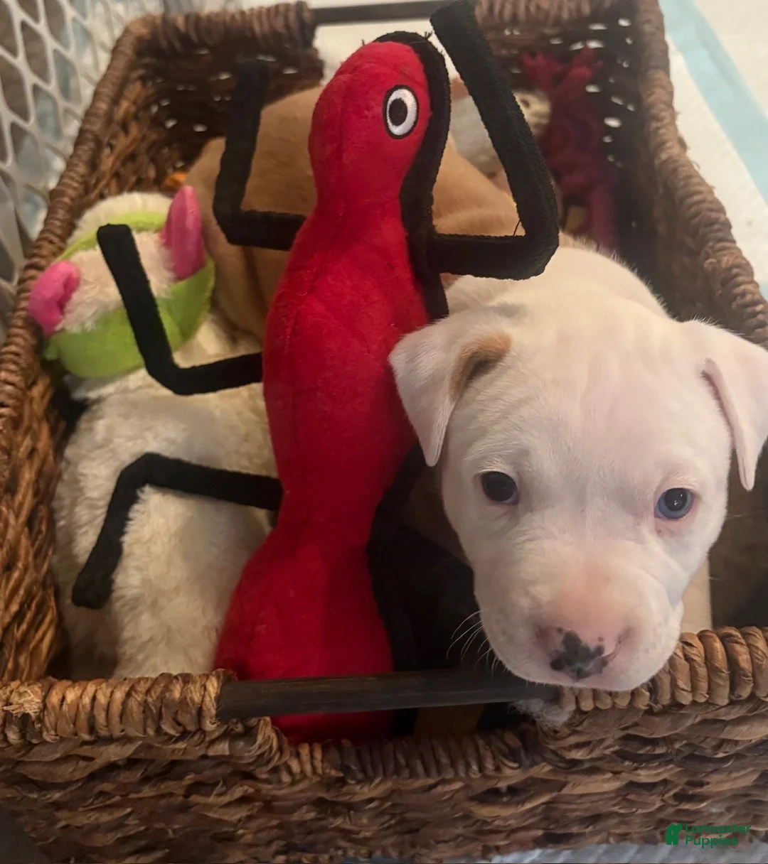 American Bully dogs for sale: Houston - Ad 2