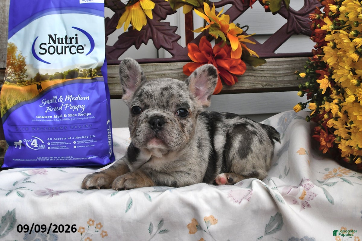 French Bulldog dogs Winnie - Ad 1