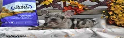 French Bulldog dogs for sale: Winnie - Ad 1