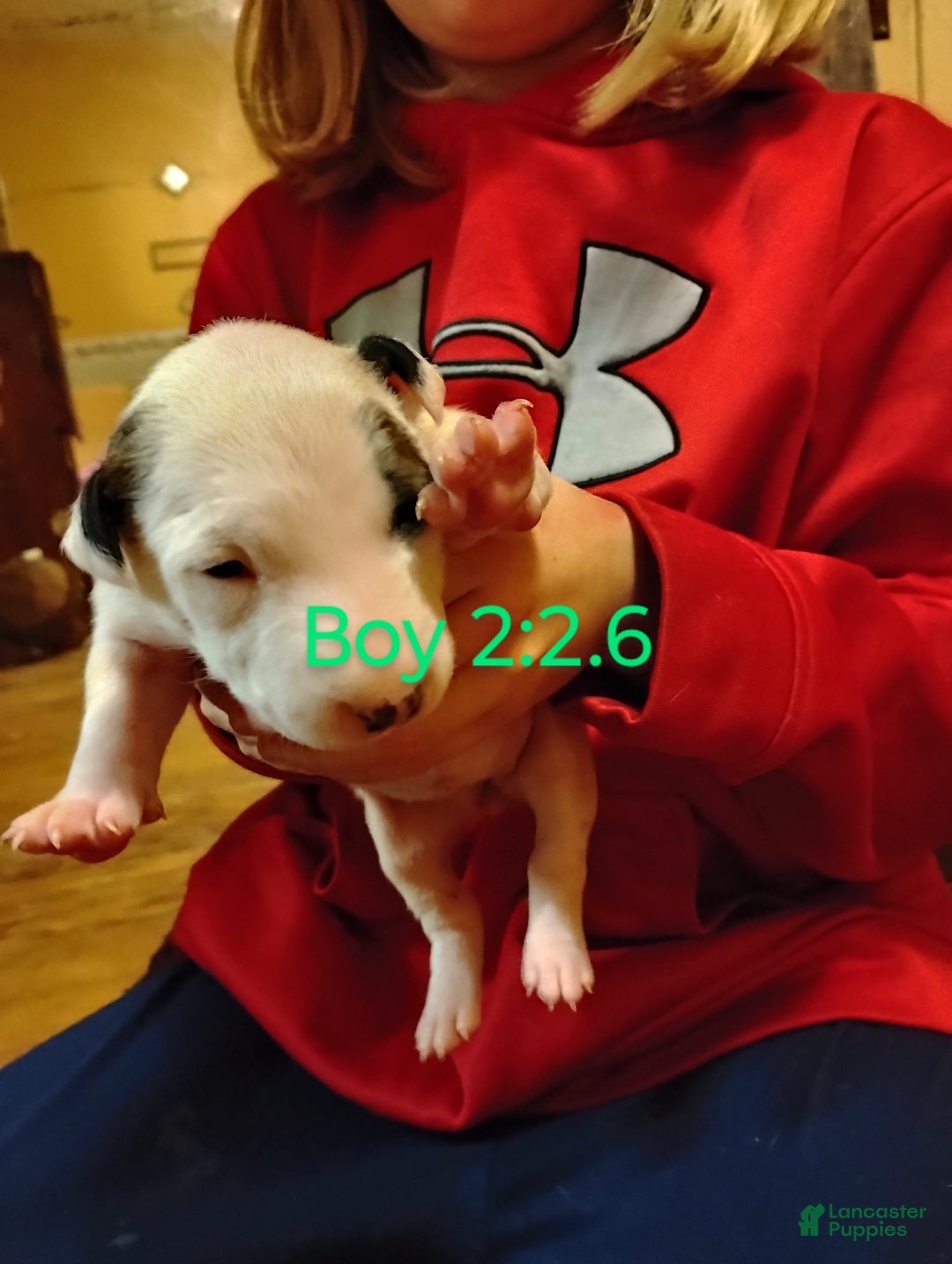 Bull Terrier dogs for sale: Bull Terrier Puppy 5 - Ad 1