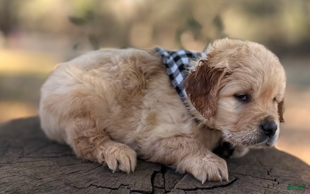 Golden Retriever dogs for sale: Nicholas - Ad 5