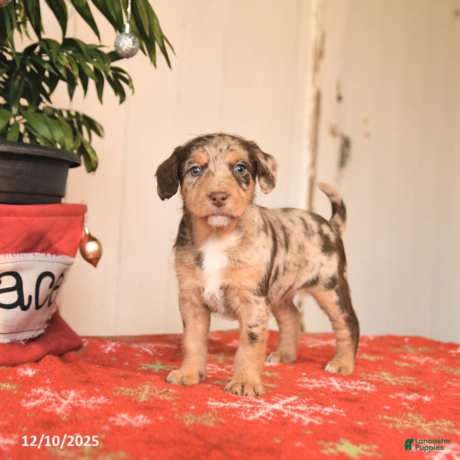 Jackapoo dogs Carmel - Ad 16