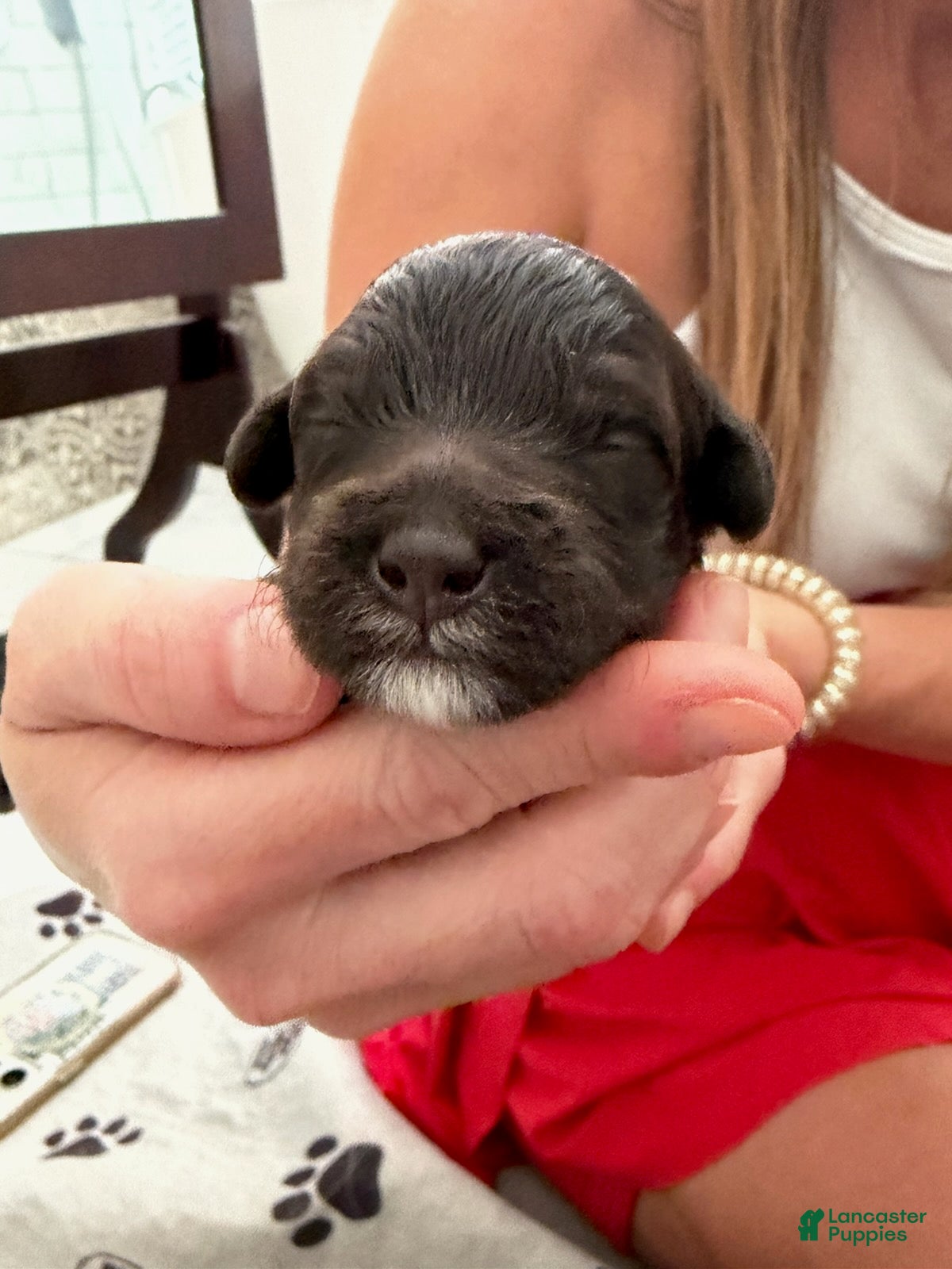 Goldendoodle dogs for sale: Girl 2 - Ad 2