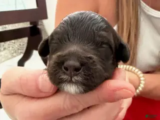 Goldendoodle dogs Girl 2 - Ad 2