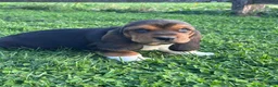 Basset Hound dogs for sale: Moose - Ad 4