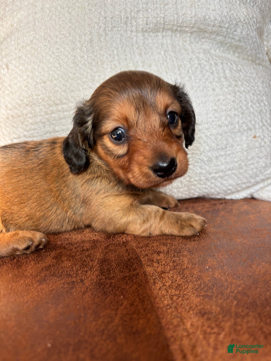 Dachshund dogs for sale: Robyn - Ad 1