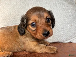 Dachshund dogs Robyn - Ad 34