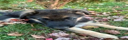 German Shepherd dogs for sale: Liberty - Ad 5