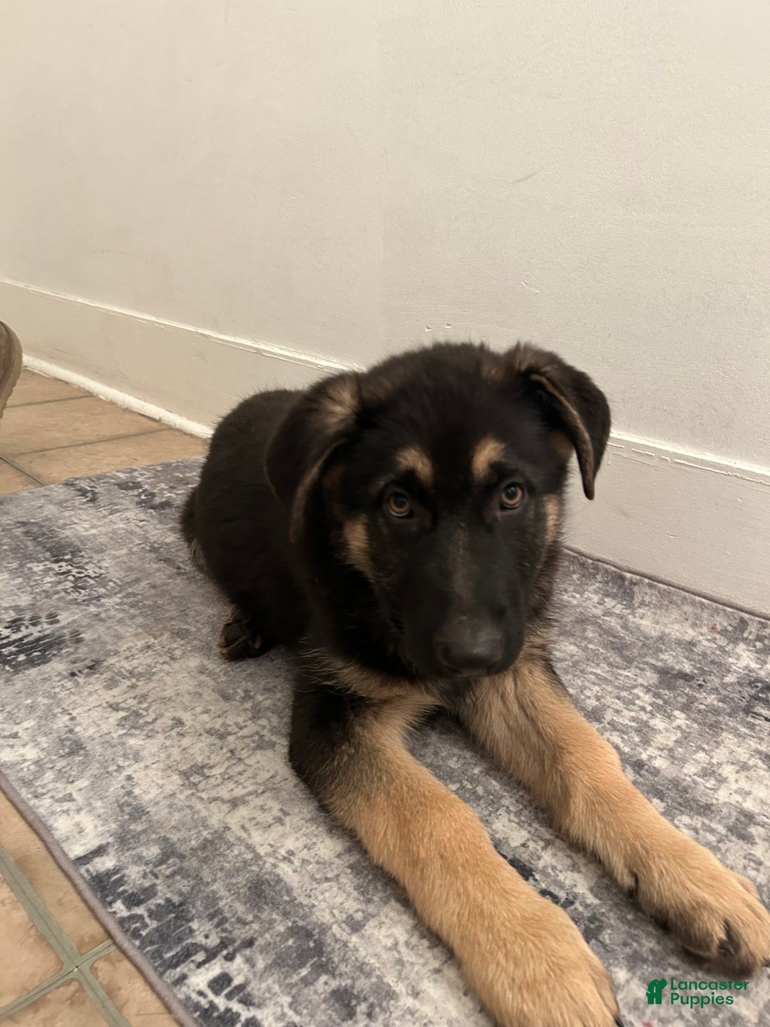 German Shepherd dogs for sale: German Shepherd Puppy 1 - Ad 5