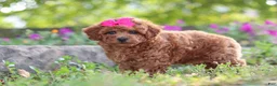 Miniature Poodle dogs for sale: Jill - Ad 3