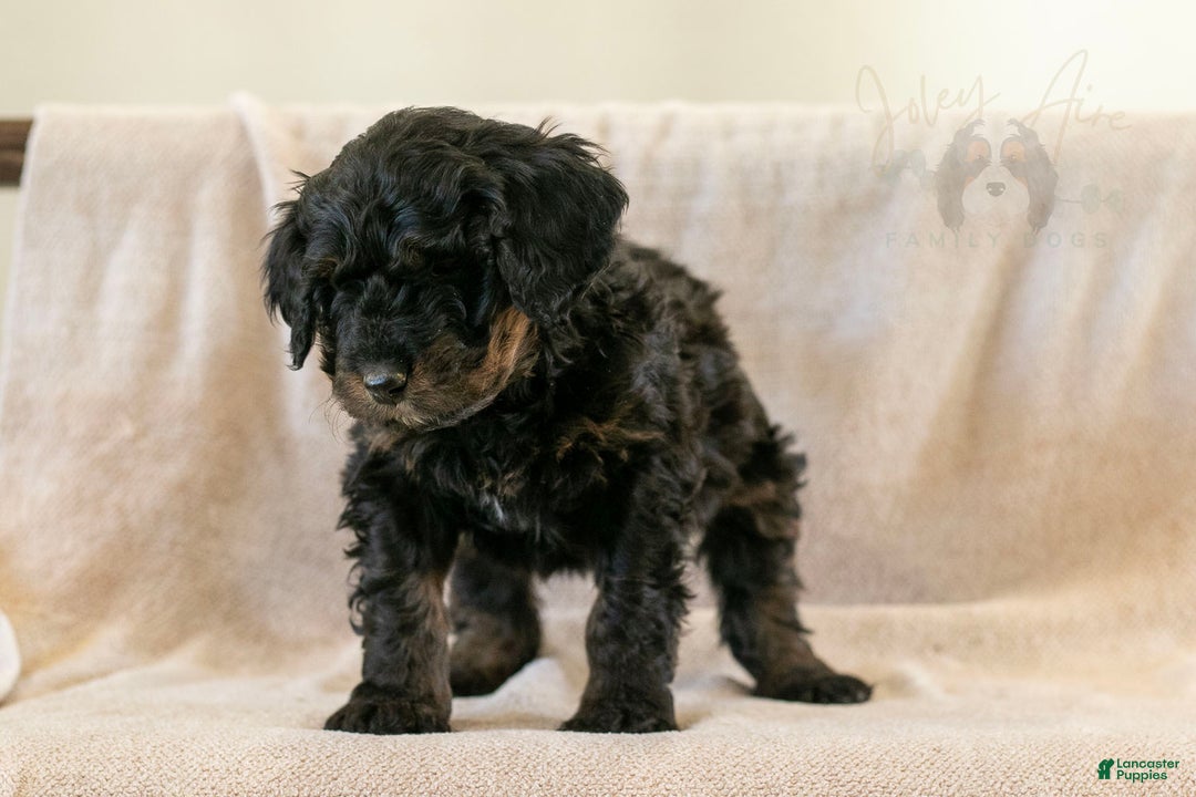 Bernedoodle dogs for sale: Aurora - Ad 14