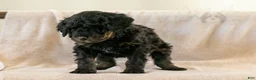 Bernedoodle dogs for sale: Aurora - Ad 14