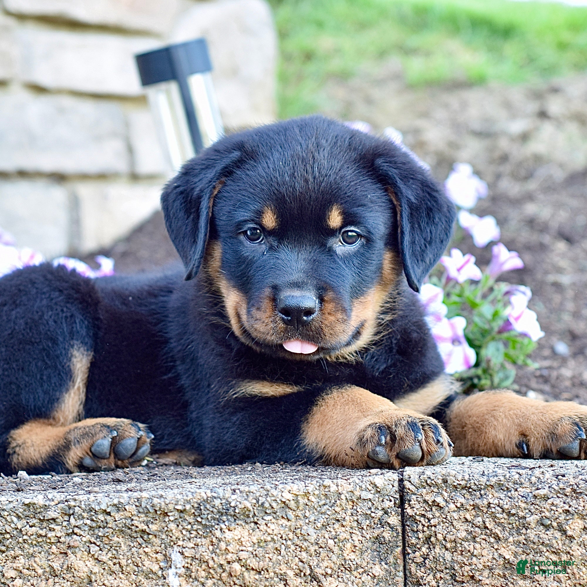 Rottweiler dogs Willson  - Ad 1